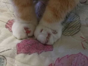 怎么判断是不是猫藓
