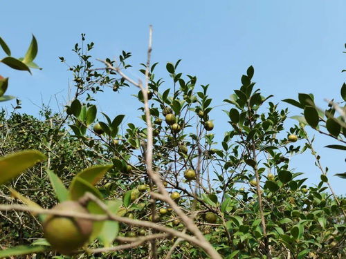 油茶树的种植
