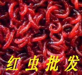 红虫是什么