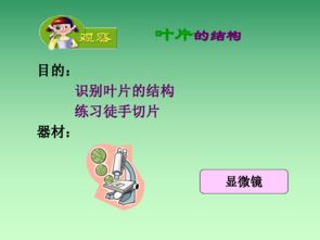 光合作用的场所
