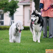 贝灵顿绠犬
