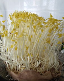 红豆芽

