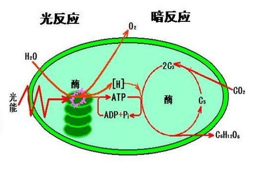 光合作用的三个场所
