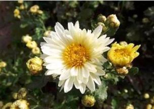 福白菊淮北局小杨花杭白菊杭菊花哪种多糖含量低