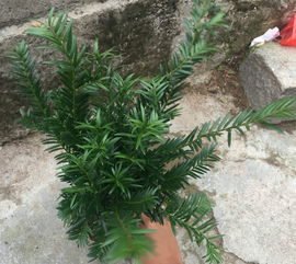 有“植物熊猫”之称的是