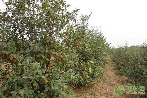 油茶树的种植栽培管理,种植时怎样施肥