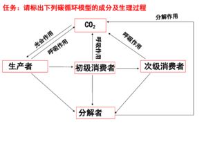 生态系统的功能
