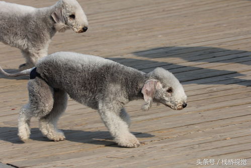 贝灵顿绠犬的介绍