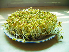 绿豆芽怎么生

