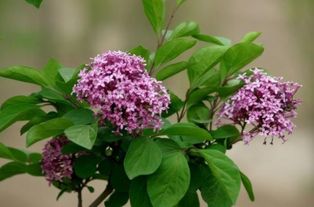 丁香花的养殖方法和注意事项