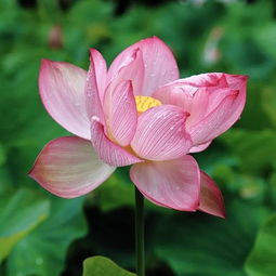 一花一世界,一叶一菩提是什么意思?