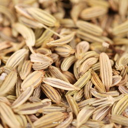 小茴有什么功效?