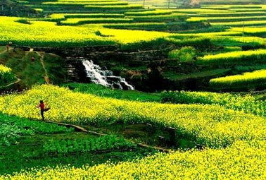 现在油菜花开始盛开了,国内哪些地方的油菜花最美?