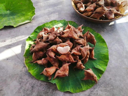 菱角怎么煮
