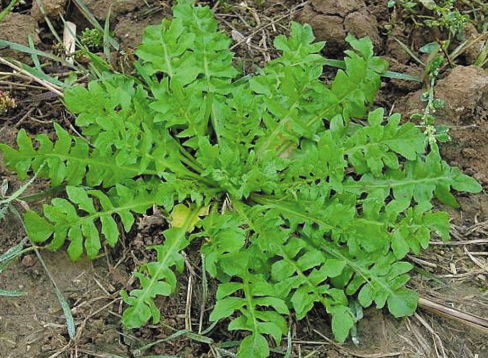 荠菜在内蒙叫什么菜?