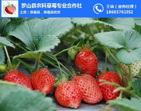 草莓怎么种