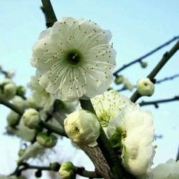 水梅花有毒吗?可以在室内养吗?