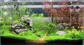 水草泥多久更换。