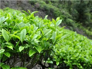 青钱柳降糖茶是真是假
