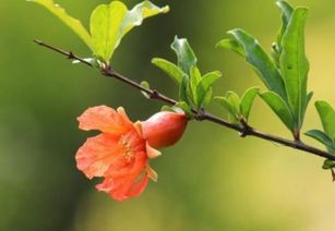 石榴花是什么季节开的
