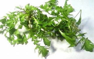 香荠菜
