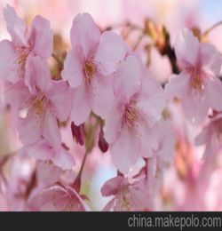 济南樱花
