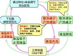 体液调节的含义是什么?