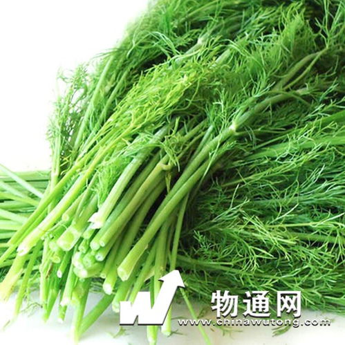小茴香的功效

