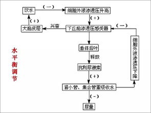 体液调节

