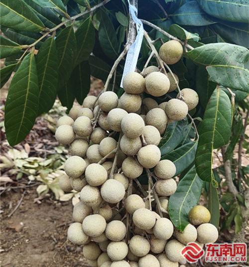 四季龙眼是四季都结果吗