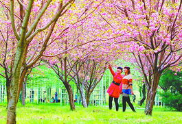 济南 樱花开花时间