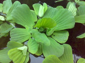 水芙蓉怎么养才好?