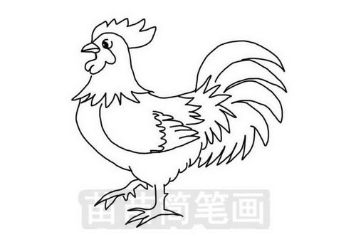 公鸡简笔画
