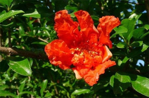 石榴花是在几月开花?