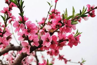 桃花怎么养

