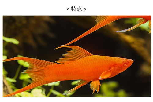 观赏鱼价格
