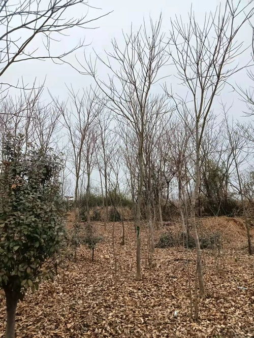 请问树木的米径和胸径是什么意思?指的是什么?