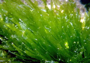 藻类植物
