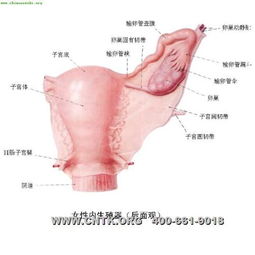 正常子宫
