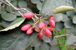 茱萸在古代指什么意思
