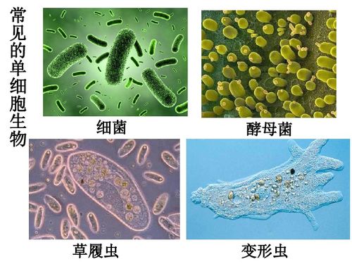 请问单细胞生物有哪些?