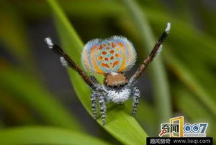 孔雀蜘蛛
