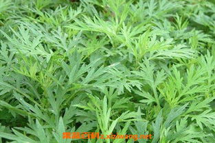 白蒿的作用 吃了有什么好处