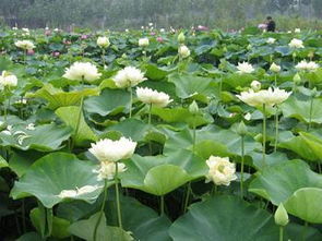 水芙蓉

