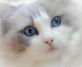 猫会来月经吗
