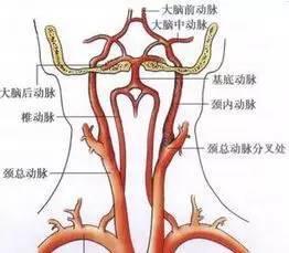 基底动脉是颈椎的什么部位