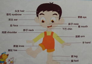 含人体部位的词语
