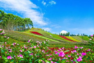 十里蓝山花海
