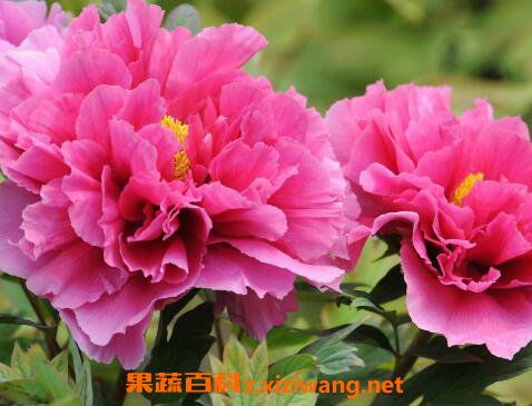 牡丹怎么种植方法
