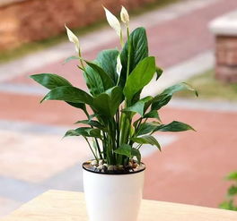 白掌花
